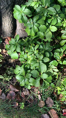 Pachysandra terminalis