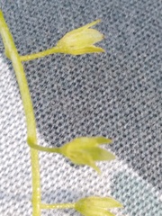 Myosotis scorpioides