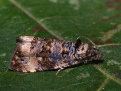 Endothenia gentianaeana