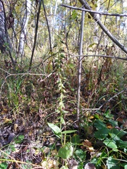 Epipactis helleborine