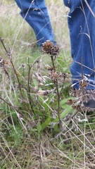Pyrrocoma liatriformis