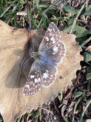 Burnsius communis