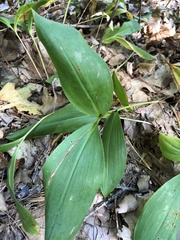 Convallaria