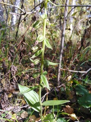 Epipactis helleborine