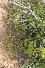 Crassula subaphylla subaphylla