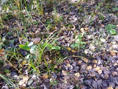 Epipactis helleborine