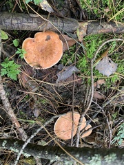 Paralepista flaccida