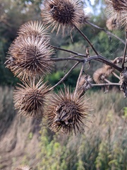 Arctium lappa