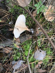 Paralepista flaccida