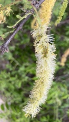 Mimoseae