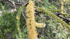 Mimoseae