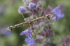 Amblyptilia punctidactyla