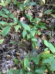 Convallaria