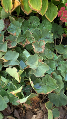 Alchemilla mollis