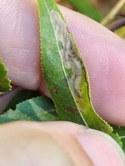 Stigmella salicis