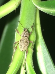 Metapocyrtus adspersus