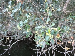 Robsonodendron eucleiforme