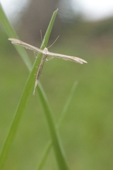 Stenoptilia