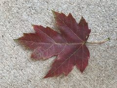 Acer floridanum
