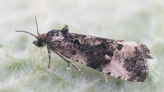 Endothenia marginana