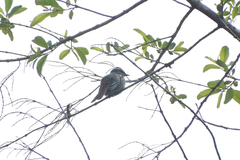 Empidonomus varius