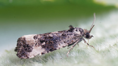 Endothenia marginana