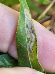 Stigmella salicis