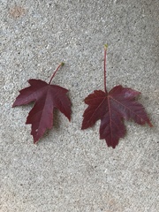 Acer floridanum