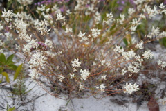 Polygonella polygama