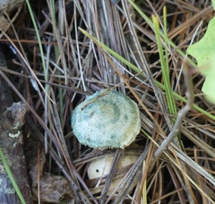 Lactarius paradoxus