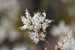 Polygonella polygama