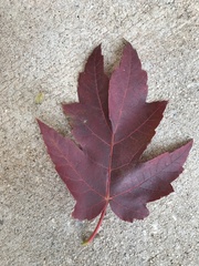 Acer floridanum