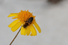 Hesperapis oraria