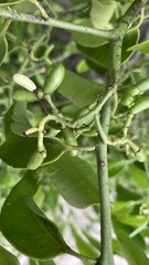 Vallesia glabra