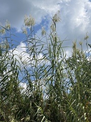 Phragmites australis