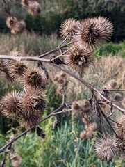 Arctium lappa