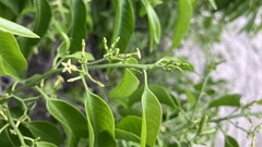 Vallesia glabra