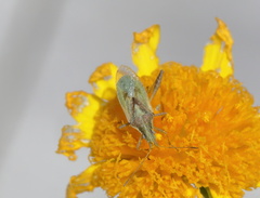 Harmostes reflexulus