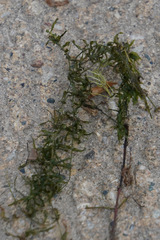 Elodea canadensis