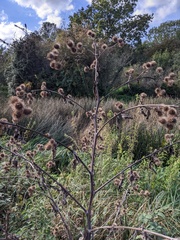 Arctium lappa