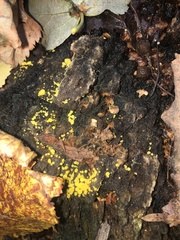 Calycina citrina