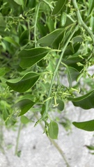 Vallesia glabra