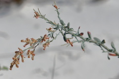 Polygonella gracilis