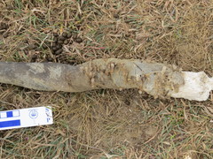 Ceratophaga vastella