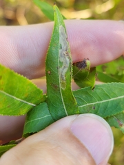 Stigmella salicis