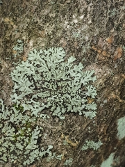 Phaeophyscia rubropulchra