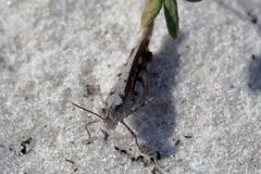 Spharagemon marmorata