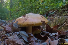 Amanita caesarea