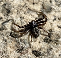 Bassaniana utahensis