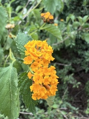 Lantana